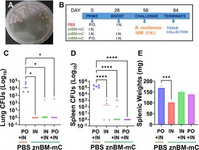 Live mucosal vaccination stimulates potent protection via varied CD4+ and CD8+ T cell subsets against wild-type Brucella melitensis 16M challenge